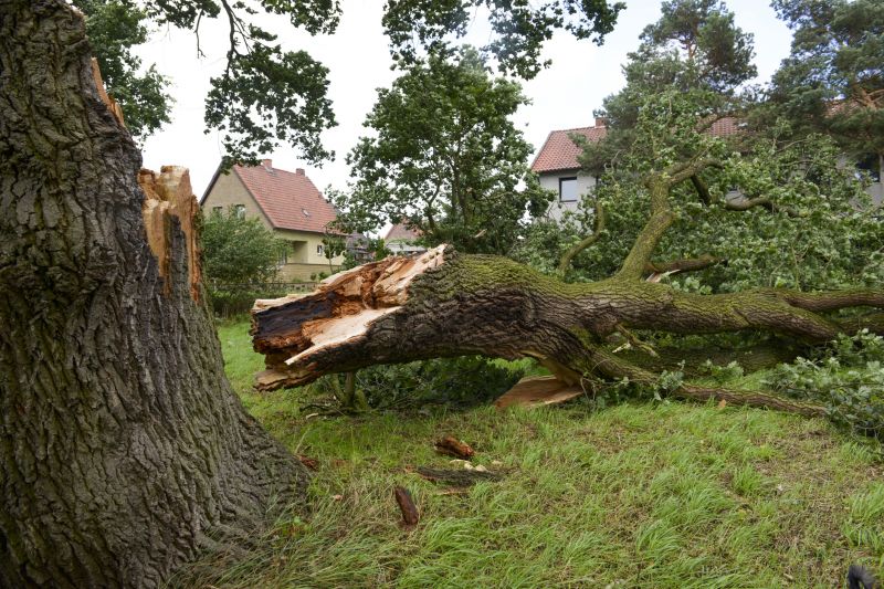 Storm Damage Leading to Fallen Trees