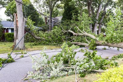 Storm-Damaged Tree on Commercial Property