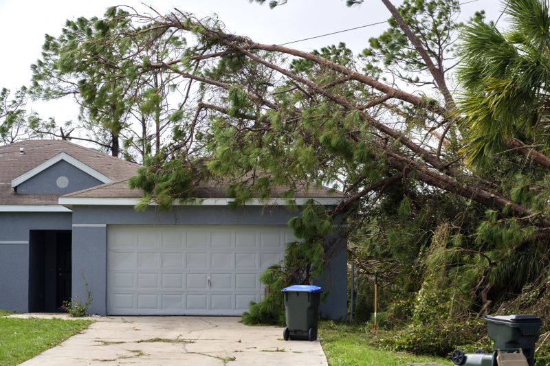 Fallen Tree in a Residential Yard