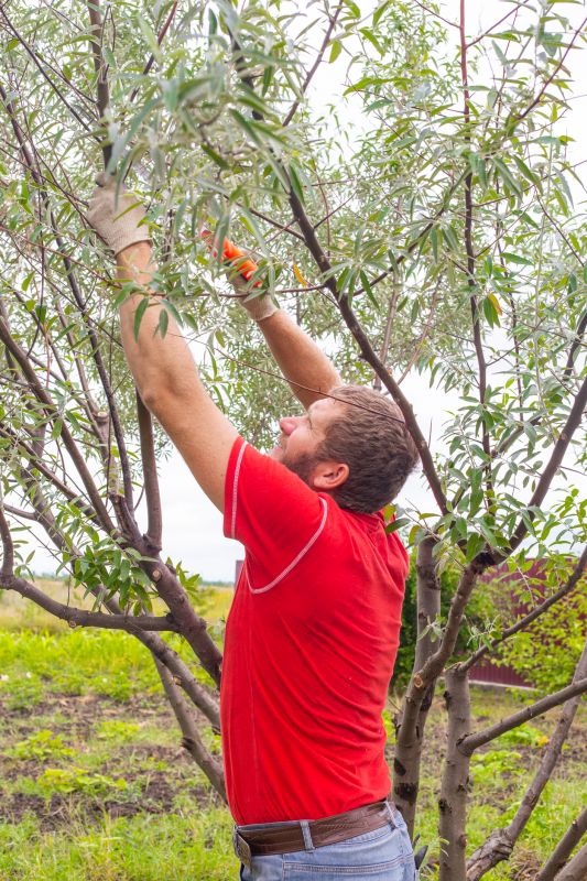 Pear Trees Pruning