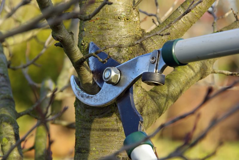 Winter Dormant Pruning