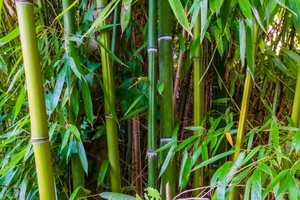 Bamboo Trimming in Brentwood