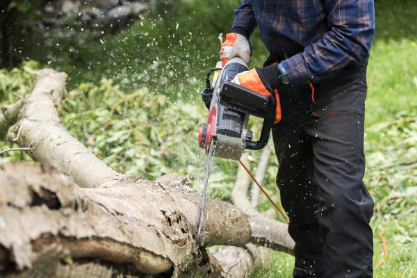 Branch Removal Service in Brentwood