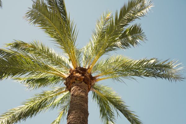 Palm Tree Pruning in Brentwood