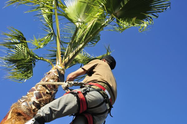 Palm Tree Trimming in Brentwood