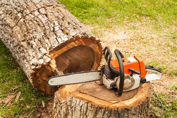 Tree Cutting Service in Brentwood
