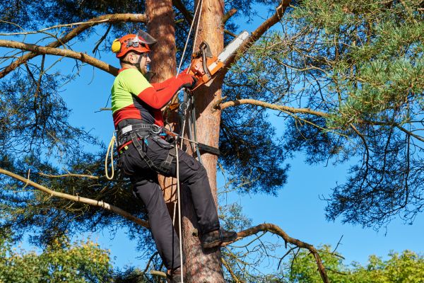 Tree Service in Brentwood