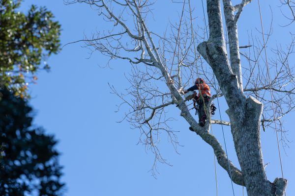 Tree Topping Service in Brentwood