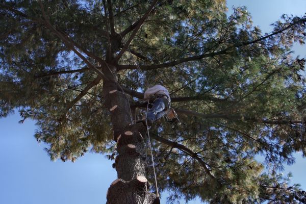 Trimming Service in Brentwood