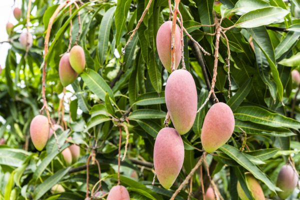 Mango Tree Trimming in Brentwood