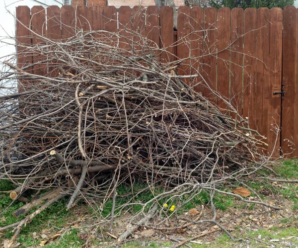 Dead Branch Removal in Brentwood