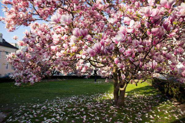 Ornamental Tree Pruning in Brentwood