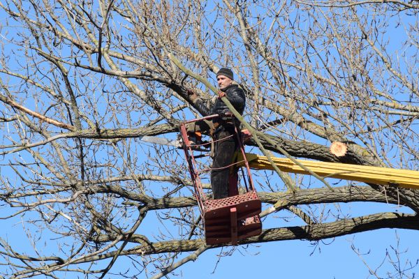 Emergency Tree Trimming in Brentwood
