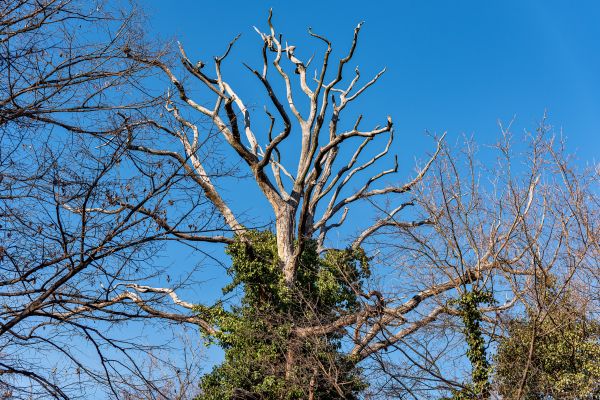 Deadwood Removal in Brentwood
