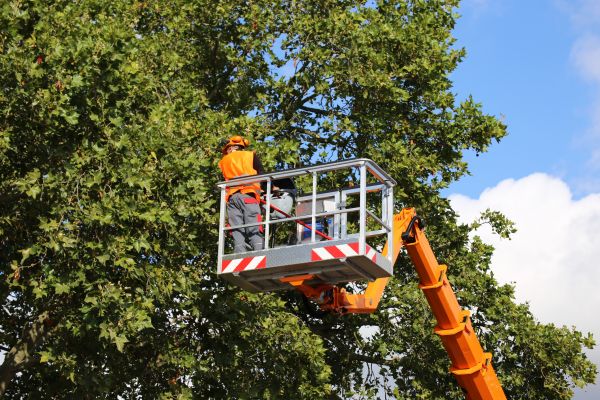 Commercial Tree Service in Brentwood