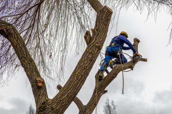 Tree Maintenance Service in Brentwood