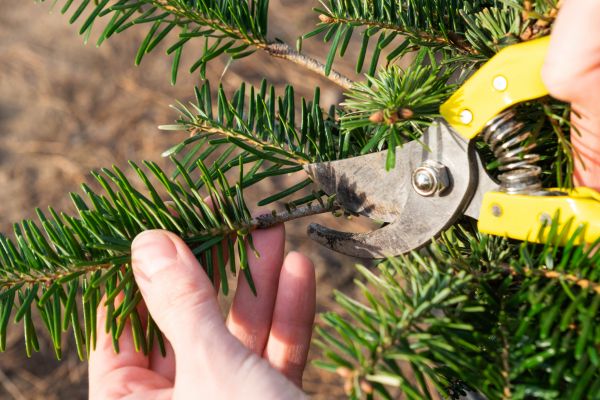 Pine Tree Pruning in Brentwood