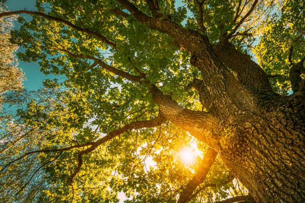 Oak Tree Pruning in Brentwood