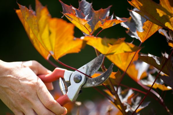 Maple Tree Pruning in Brentwood