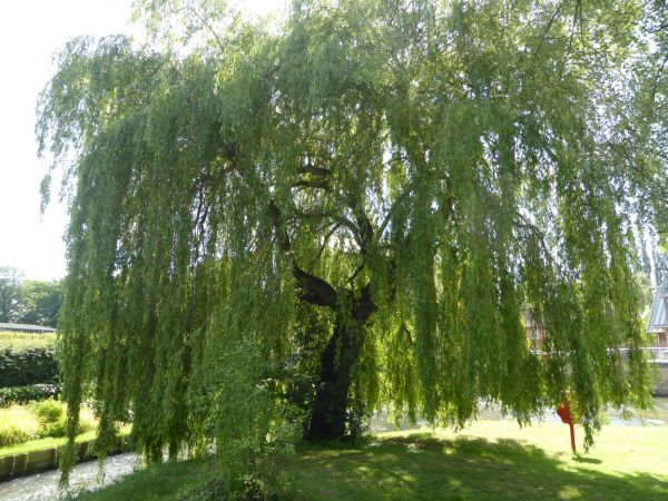Willow Tree Trimming in Brentwood