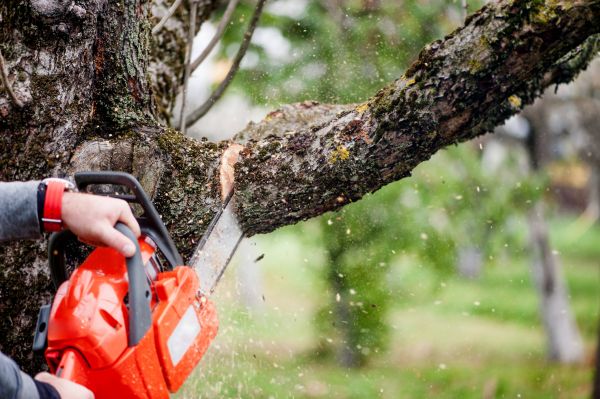 Tree Limbs Removal in Brentwood