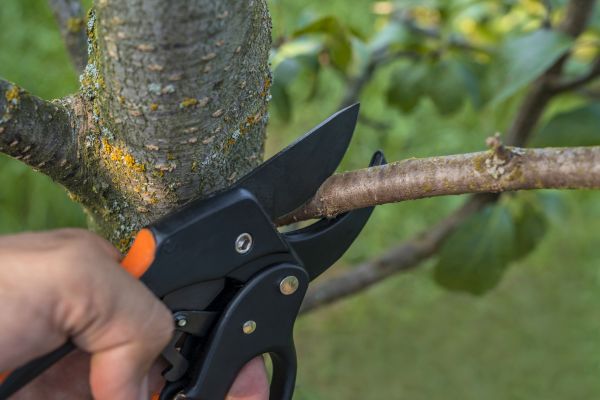 Tree Limb Cutting in Brentwood