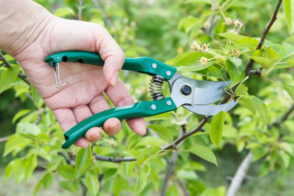 Pear Tree Pruning in Brentwood