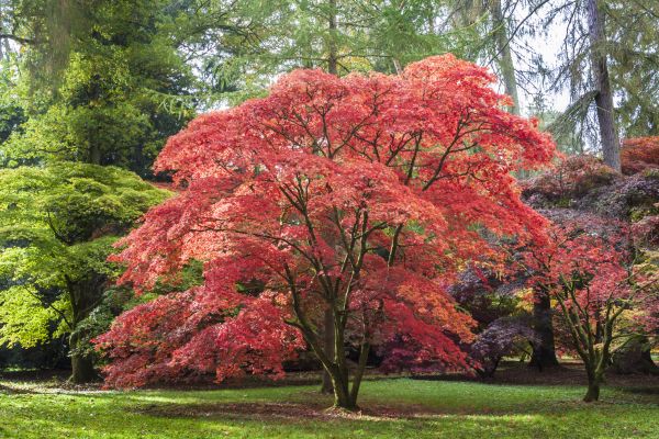 Japanese Maple Pruning in Brentwood