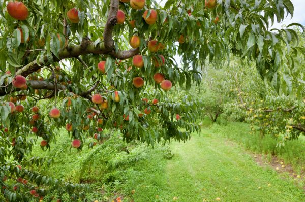 Peach Tree Pruning in Brentwood