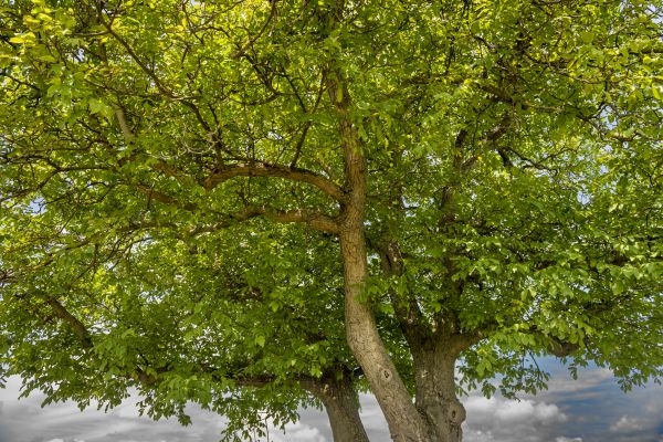 Walnut Tree Trimming in Brentwood