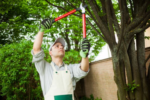 Tree Limb Pruning in Brentwood