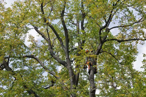Tree Crown Shaping in Brentwood
