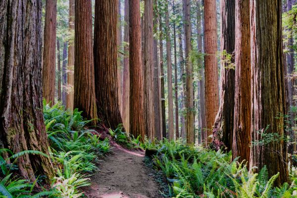 Redwood Tree Trimming in Brentwood