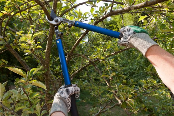 Residential Tree Pruning in Brentwood