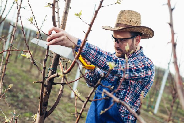 Orchard Tree Pruning in Brentwood