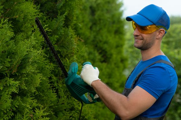 Tree Shaping Service in Brentwood