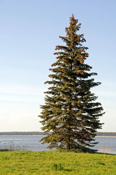 Spruce Tree Pruning in Brentwood