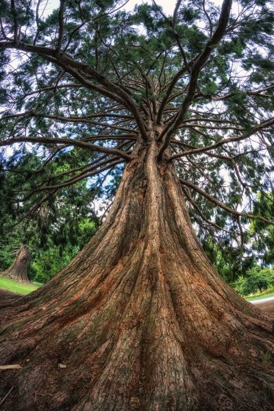 Cedar Tree Pruning in Brentwood