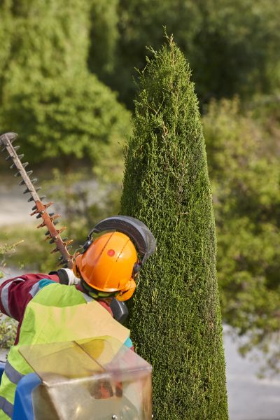 Cypress Tree Trimming in Brentwood