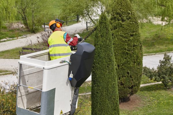 Cypress Tree Pruning in Brentwood