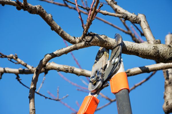 Peach Tree Trimming in Brentwood
