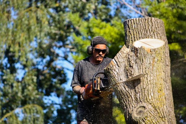 Ash Tree Pruning in Brentwood
