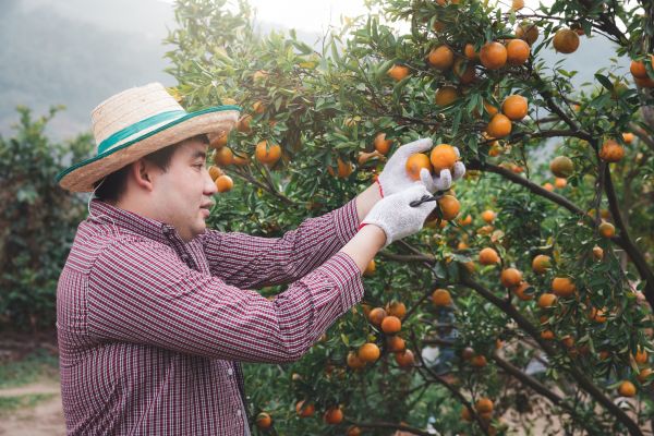 Orange Tree Pruning in Brentwood