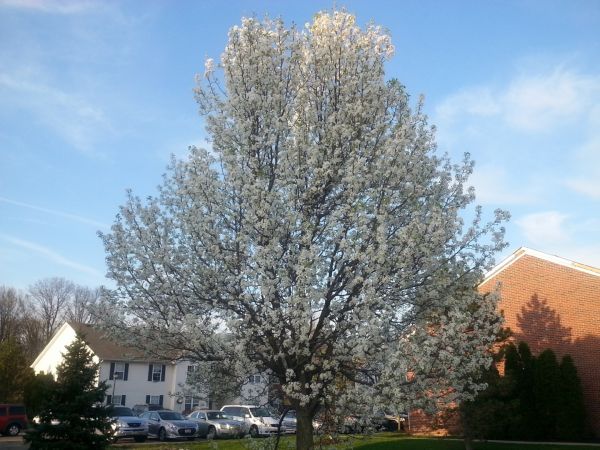 Bradford Pear Tree Pruning in Brentwood