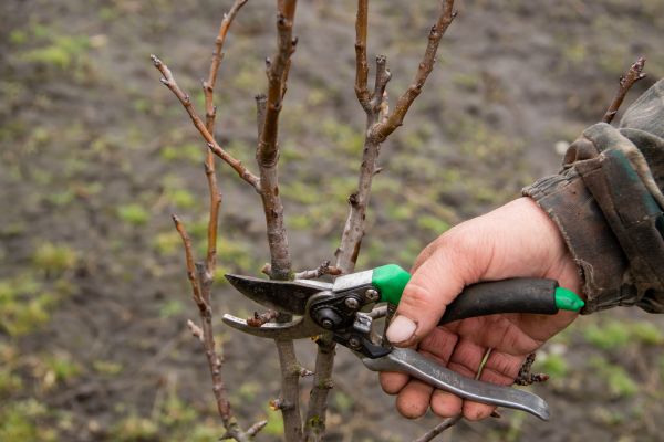 Pear Trees Pruning in Brentwood