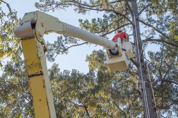 Limbs Trimming in Brentwood