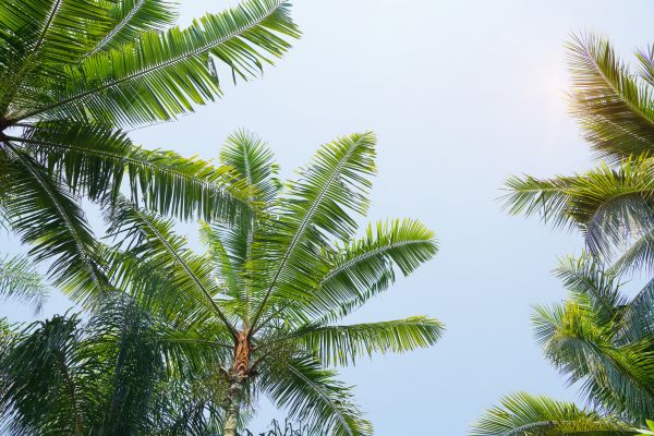 Queen Palm Tree Trimming in Brentwood