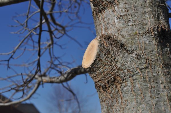 Limb Pruning in Brentwood