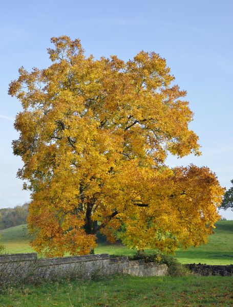 Hickory Tree Trimming in Brentwood