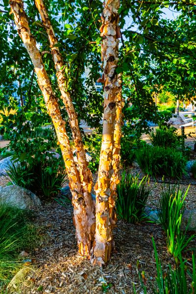 River Birch Trimming in Brentwood
